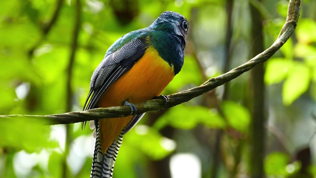 令人惊叹的色彩斑斓的鸟在巴拿马丛林飞走后休息-高清视频下载