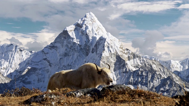 尼泊尔喜玛拉雅山脉的白牦牛。背景是尼泊尔白雪覆盖的阿玛达布拉姆山。珠峰大本营徒步旅行(EBC)。替身拍摄,4 k视频下载