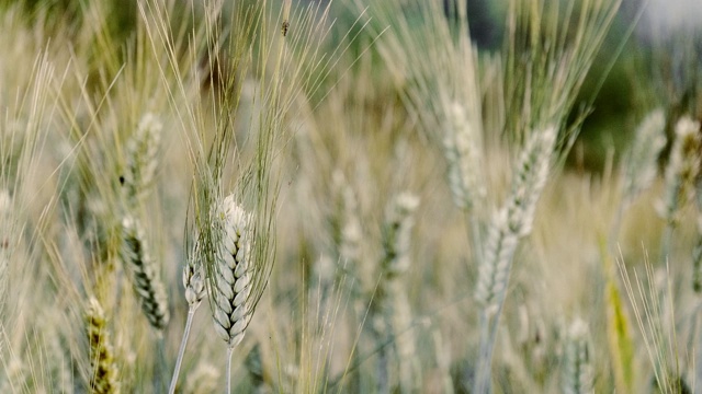 小麦生长，昆虫在上面移动视频素材