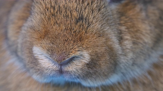 关闭棕色兔子的鼻子，经常运动和嗅觉视频素材