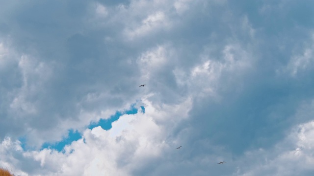 海鸥在晴朗的蓝天上飞翔视频素材