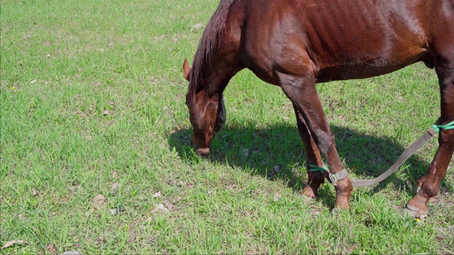 马在草地上吃草视频素材