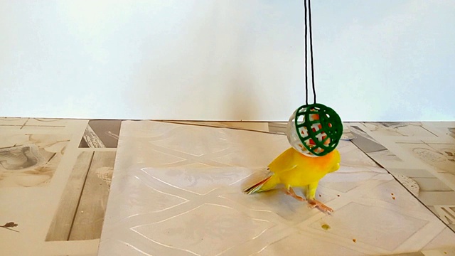 美丽快乐的鹦鹉宠物用它的嘴抓住它最喜欢的玩具。这只顽皮的鹦鹉正在玩。视频下载