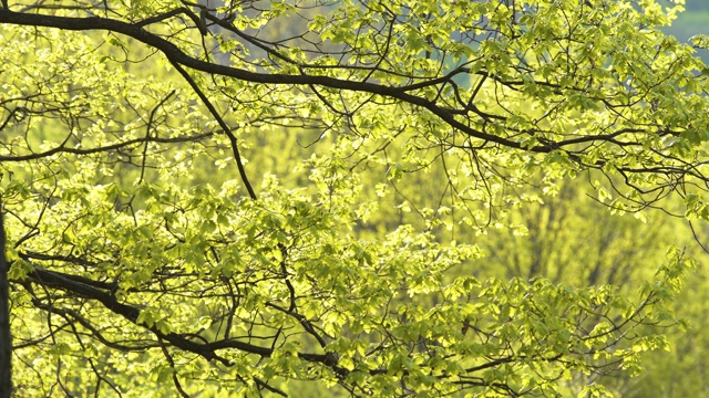 新鲜明亮的橡树叶，春天在树林里萌芽。视频素材