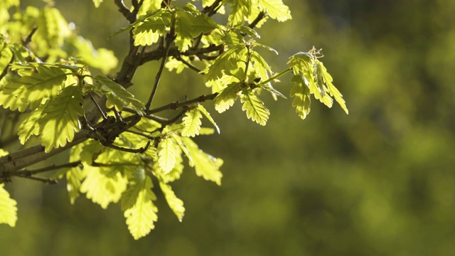 新鲜明亮的橡树叶，春天在树林里萌芽。视频素材