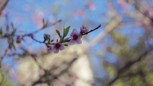 5 .桃花在春天盛开视频素材