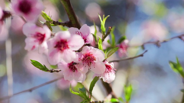 3 .桃花在春天视频素材