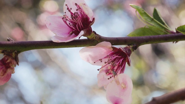 春天的桃花视频素材