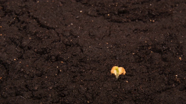 豆子的生长是按时间间隔进行的，种子半埋在地里，然后伸长视频下载