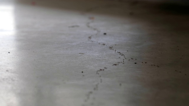 蚂蚁在地板上爬视频素材