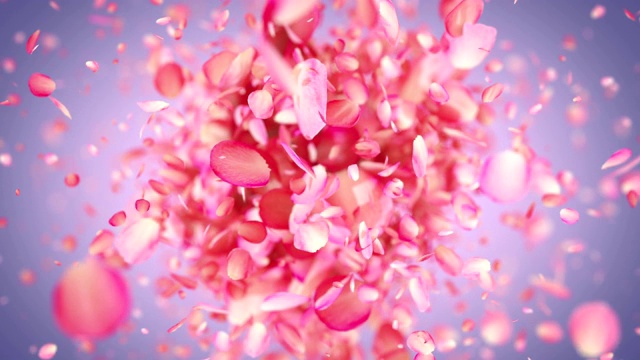 粉色玫瑰花瓣爆炸4K视频下载