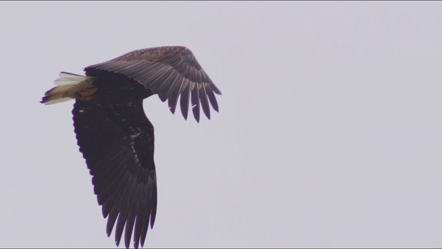 鹰在加拿大飞翔视频素材