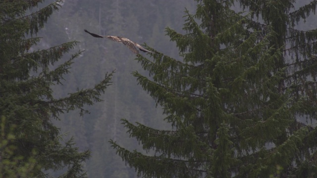 一只鹰降落在树上视频素材