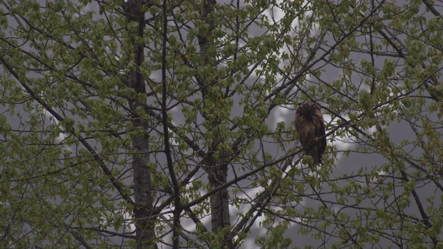 一只鹰坐在加拿大的一棵树上视频素材