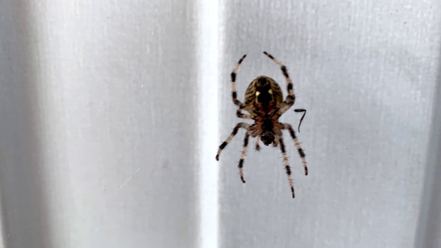 一只蜘蛛在网上摇摆并移动它的腿视频素材