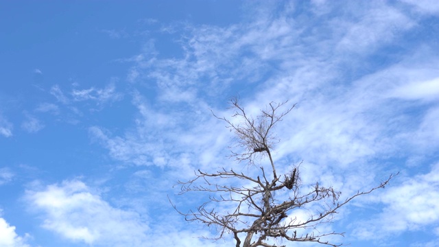 树木、蓝天、白云，大自然的美丽背景视频素材
