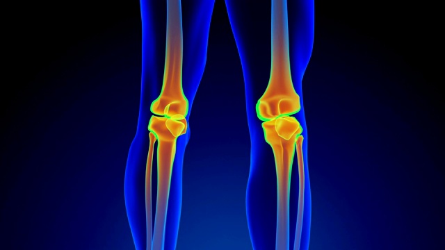膝关节解剖视频素材