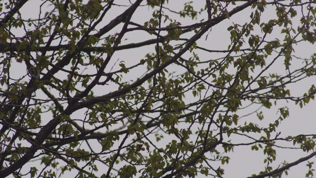一只鹰坐在加拿大的一棵树上视频素材