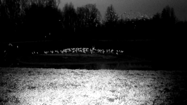白鸟(西部牛白鹭)在冬夜起飞视频下载