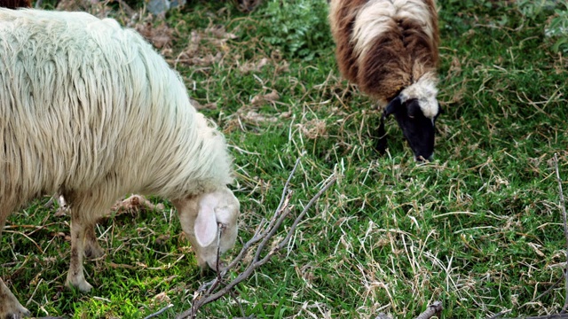 家畜。两只希腊羊在牧场上吃青草。希腊。4 k视频素材