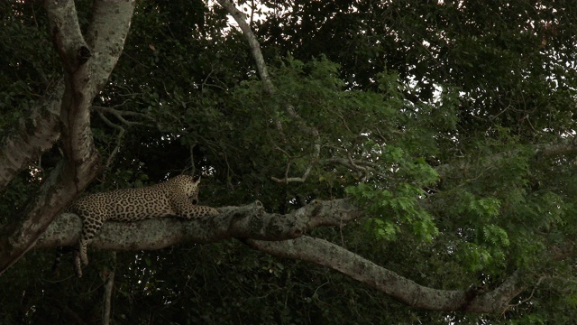 捷豹在树枝上视频素材
