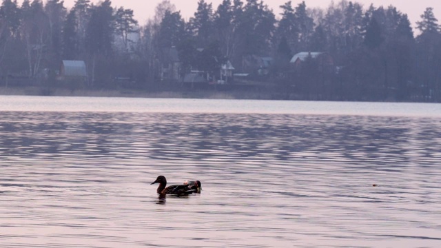 日落时湖面上的野鸭视频下载