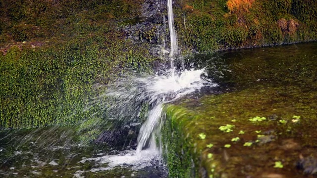 水珠从有喷口的水源中喷出的水，被水生植物和因潮湿而生长的绿苔所包围视频下载