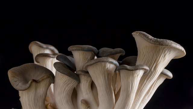 平菇生长时间流逝食物视频素材