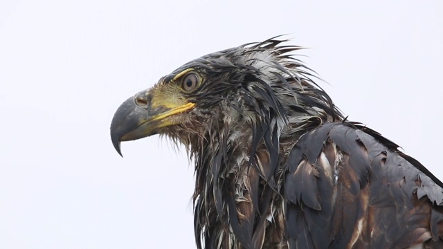 幼年秃鹰，阿拉斯加视频素材