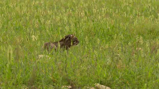 豹猫在草丛中徘徊/韩国视频下载