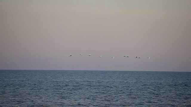 牛白鹭群飞过海洋，慢镜头视频素材