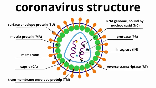 展示冠状病毒的结构和组成的图形动画。视频下载
