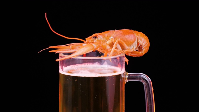 啤酒杯上的煮红小龙虾。在黑色背景上旋转的小龙虾，特写。视频下载