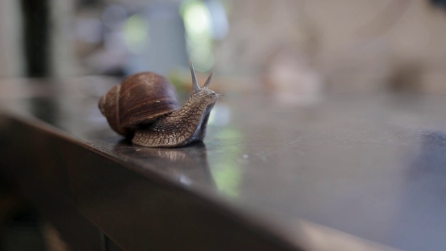 可爱的蜗牛活和新鲜准备烹调。吃葡萄蜗牛的食物概念。餐厅厨房桌子上爬行的蜗牛视频素材