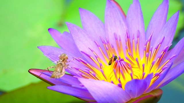 蜜蜂在池塘里盛开的粉红色荷花的花粉上找到甜蜜，树叶上有昆虫的污渍视频下载