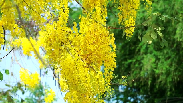 金雨或决明子瘘管花束黄花盛开在花园里视频素材