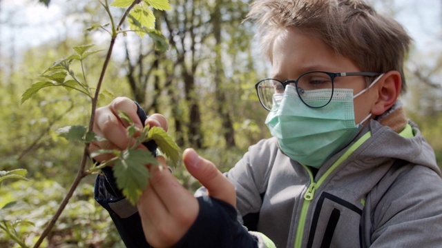 2019冠状病毒病大流行期间，小男孩正在观赏新鲜的植物叶子视频素材