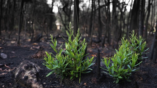 野火破坏的森林显示出再生和复壮视频素材