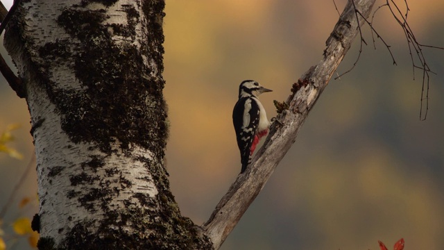 大斑啄木鸟(大斑啄木鸟)-阿尔泰自然保护区视频下载