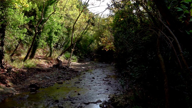 森林里的小溪视频素材