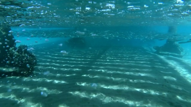 一群桔斑鲹(Carangoides bajad)在码头下捕食大量的小鱼视频下载