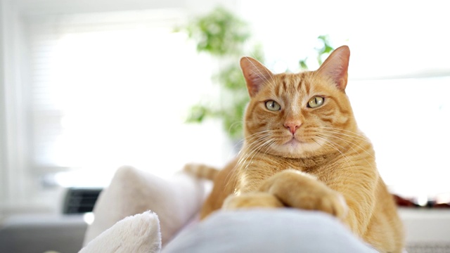 沙发上的姜猫视频素材