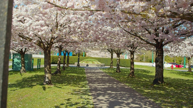 公园小路上的樱花树视频下载
