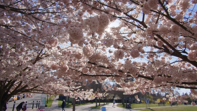 春天的樱花树视频下载