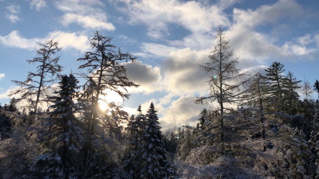 雪覆盖的针叶树附近的实时镜头，美国缅因州在春天的鸟类啁啾视频素材