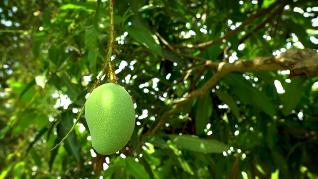 农场树上的绿芒果。视频下载
