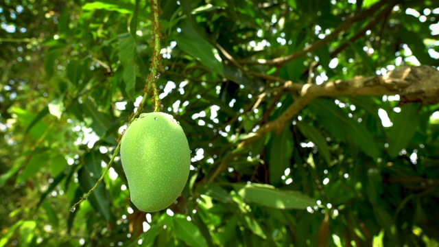 农场树上的绿芒果。在绿色树叶的背景下，芒果上的水滴。视频下载