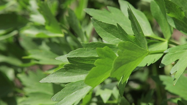 一个绿色植物的特写视频素材