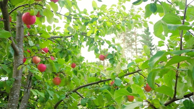 慢慢地摇过那棵结着红苹果的苹果树视频素材