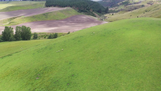 (6/6)一群羊在绿色农场吃草，49国道，奥哈昆，新西兰视频下载